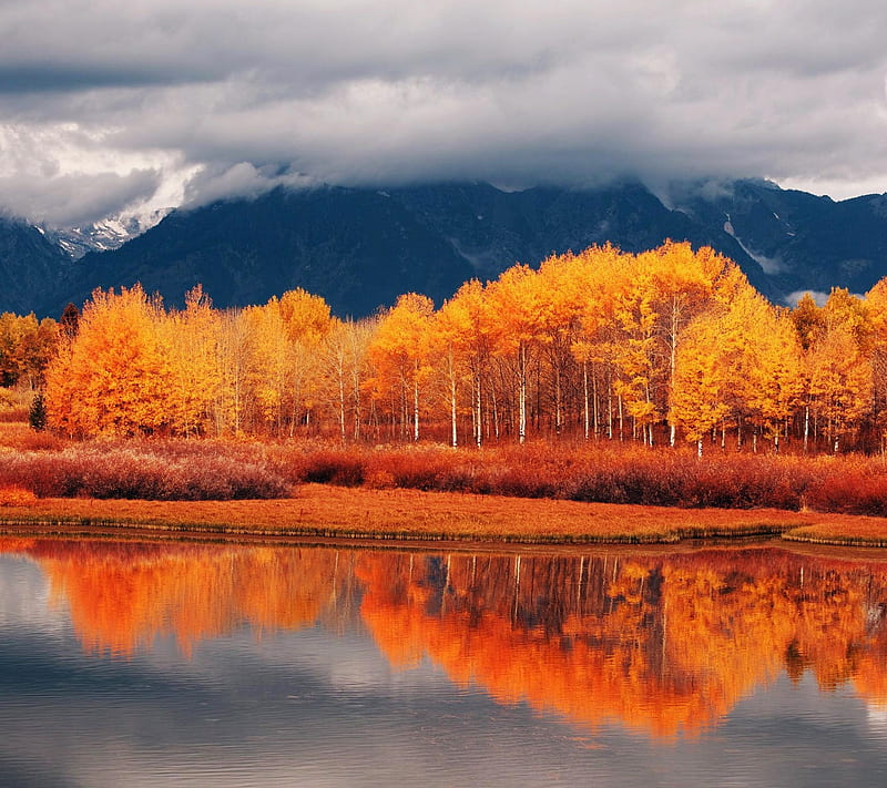 Amarillo, arbol, paisaje de otoño, natural, Fondo de pantalla HD | Peakpx
