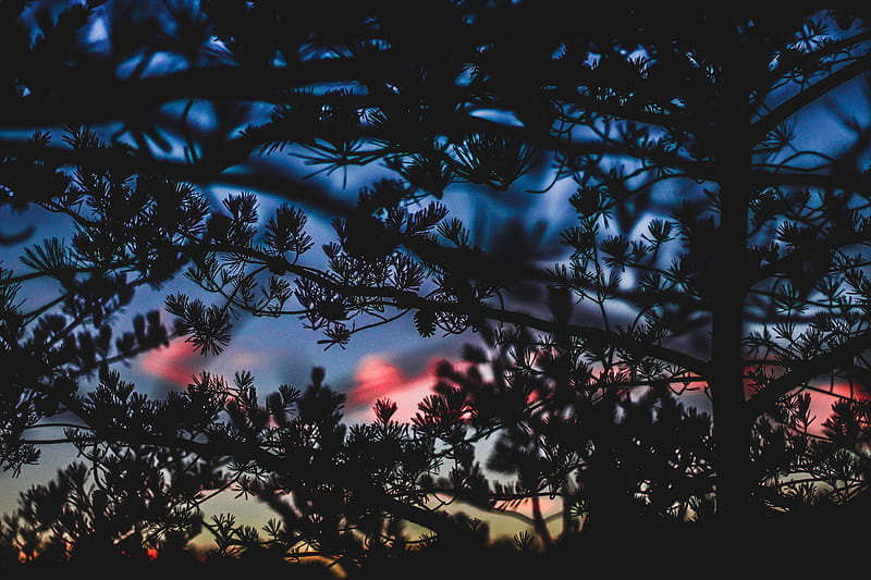branches, bushes, blur, sunset, dark, HD wallpaper