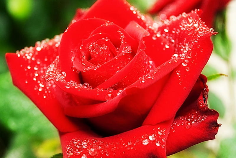 Rain-drenched Red Rose, red, wet, red flower, red rose, rain drenched, drenched, flowers, garden, nature, rain, HD wallpaper