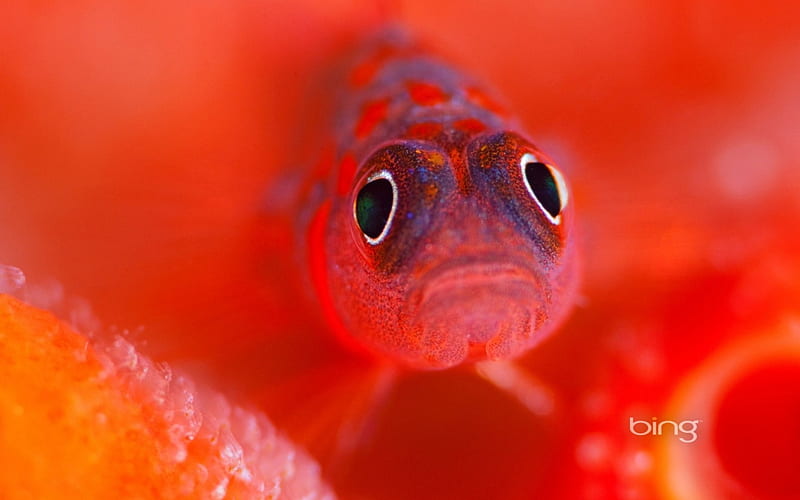 A Female Goby Guards Her Eggs, Her, Eggs, Female, Guards, Goby, A, HD wallpaper