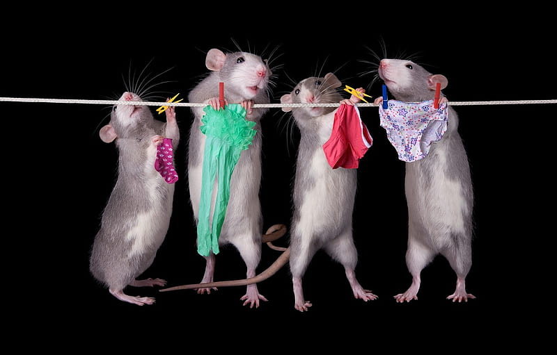 :D, animal, colorful, chinese zodiac, year of the rat, rat, black, funny, rodent, HD wallpaper
