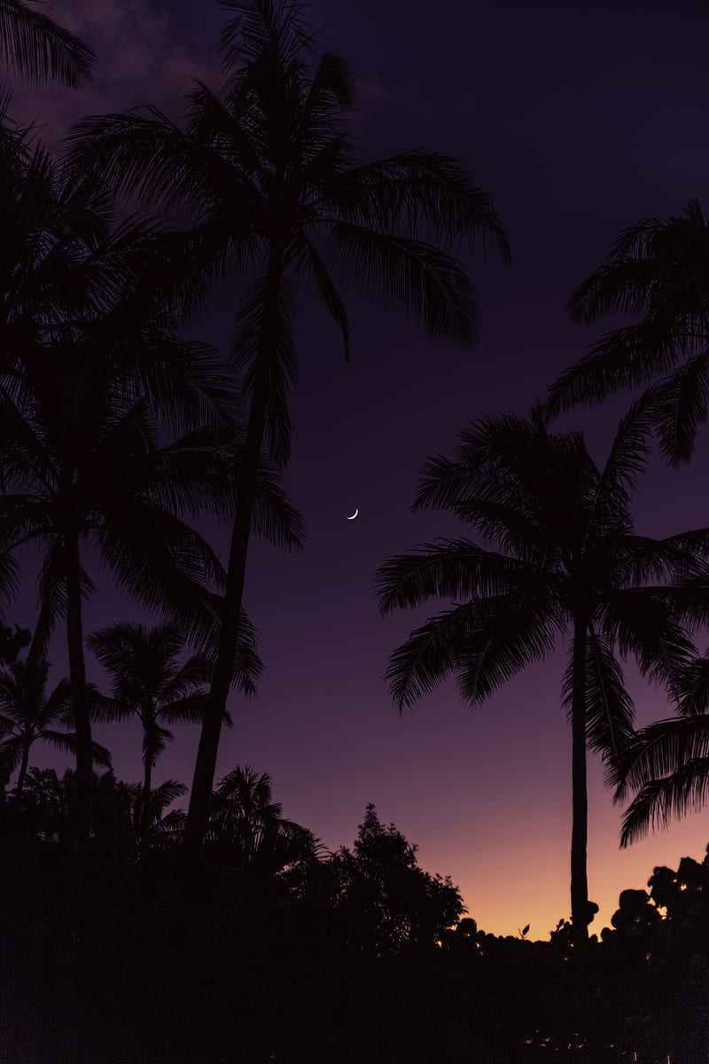 palm trees, moon, sunset, HD phone wallpaper