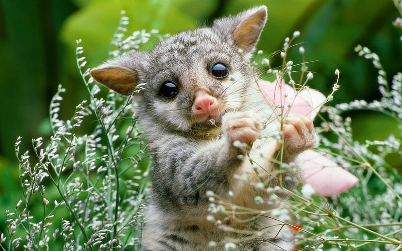 A baby Opossum, pretty, opossum, grass, bonito, adorable, animal, sweet,  graphy, HD wallpaper | Peakpx