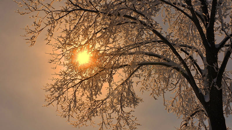 nature, Trees, Branch, Winter, Snow, Frost, Sun, Simple / and Mobile Background, HD wallpaper
