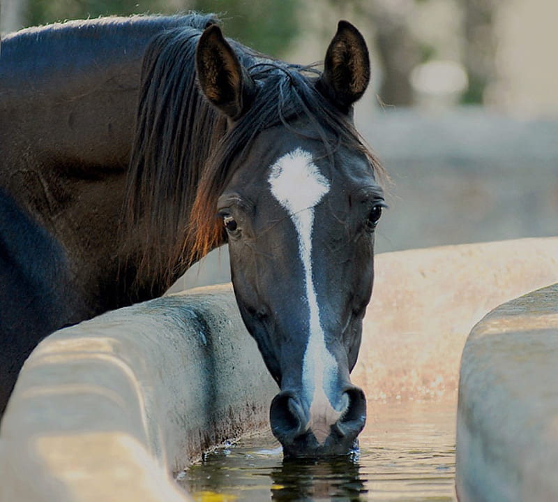 That Thirst!, stallion, cavalo, horse, animals, HD wallpaper