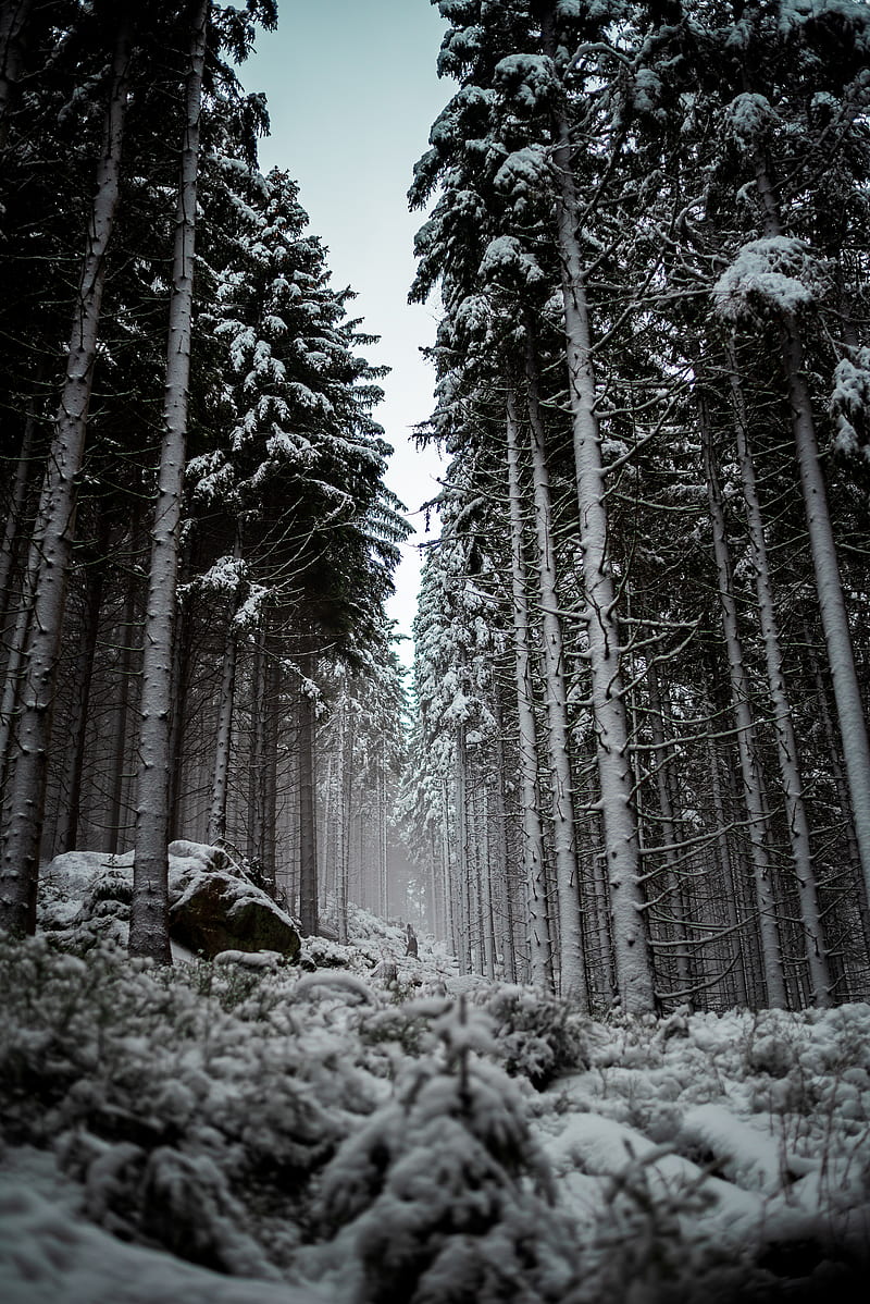 100 Snowy Forest Background s  Wallpaperscom