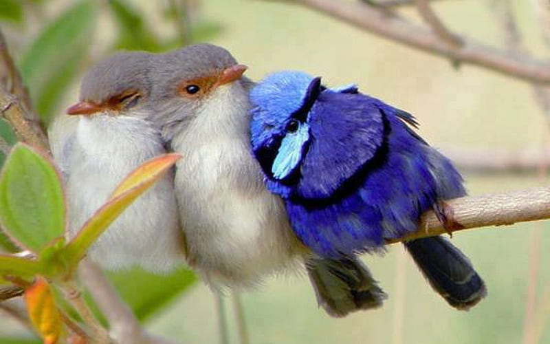 Friends !, cute, tiny, birds, twig, three, blue, cuddled, HD wallpaper