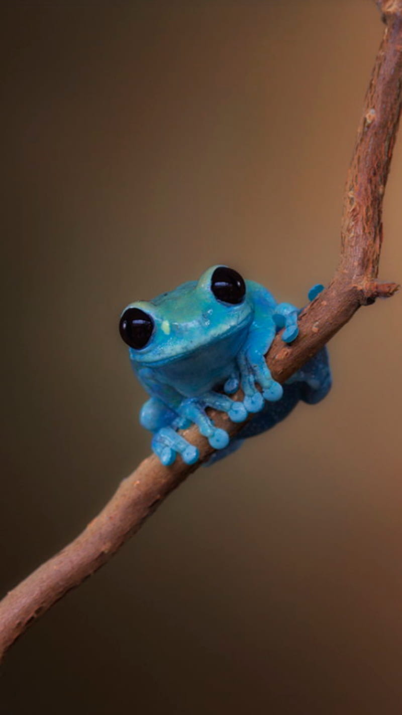 Blue frog, animal, animals, blue frogs, cute blue frog, cute frog, cute frogs, HD phone wallpaper