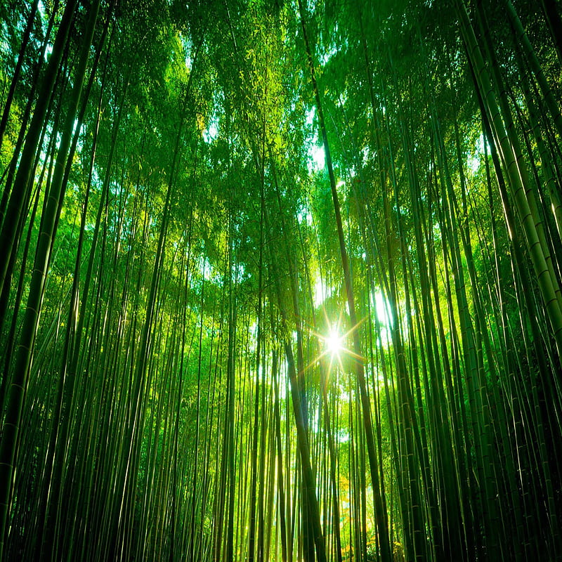 Bamboo Forest Green, bonito, cute, look, nice, HD phone wallpaper
