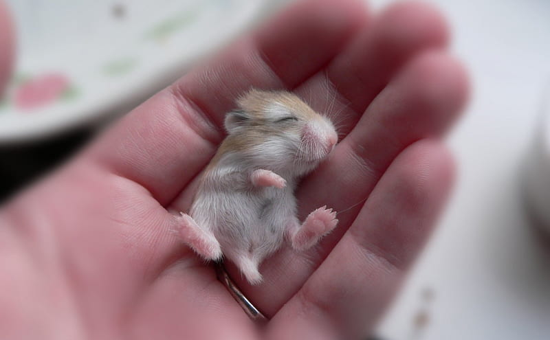 Mouse, hand animal, HD wallpaper Mouse, hand animal, HD wallpaper