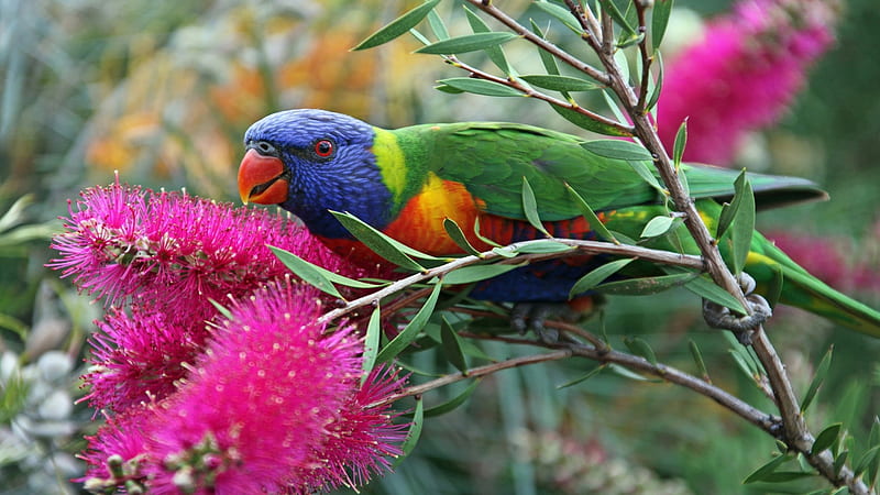 Rainbow Lorikeet on the Nectar, lorikeet, bird, flowers, parrot, trees, animal, HD wallpaper