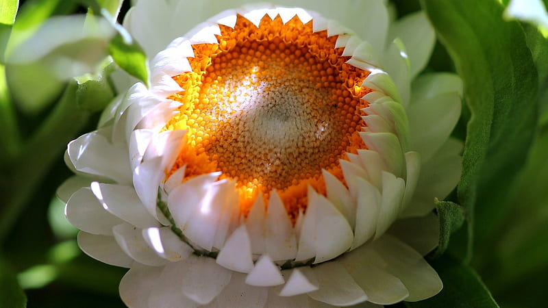 Closeup View Of White Sunflower Filament Sunflower, HD wallpaper