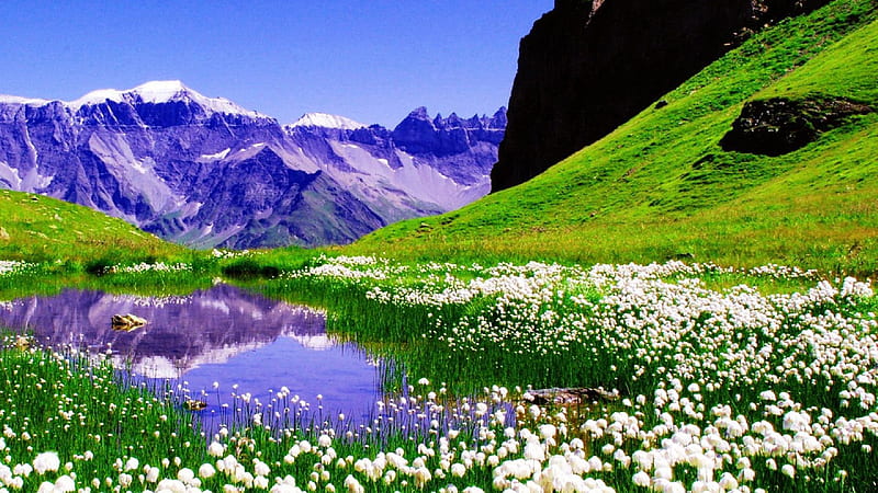 Lake Surrounded By White Spring Flowers With Reflection On Water Spring Background, HD wallpaper