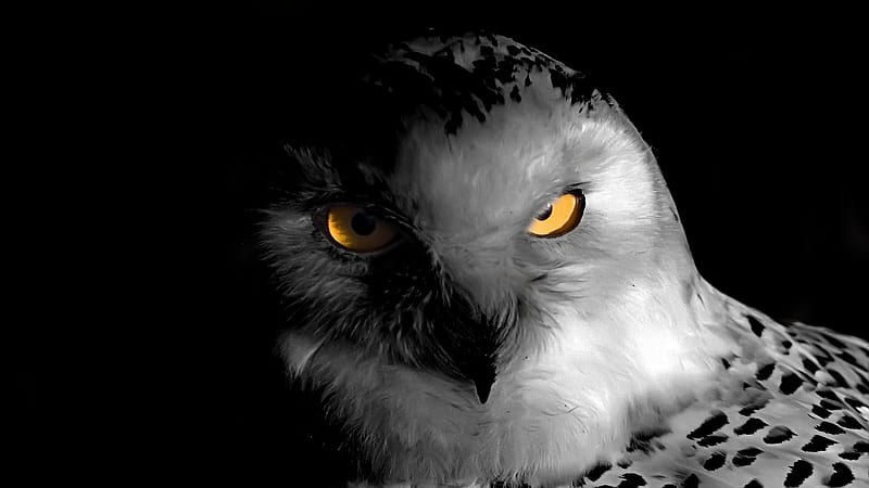 Owl with yellow eyes, owl, bright, black, yellow, white, eyes, HD wallpaper