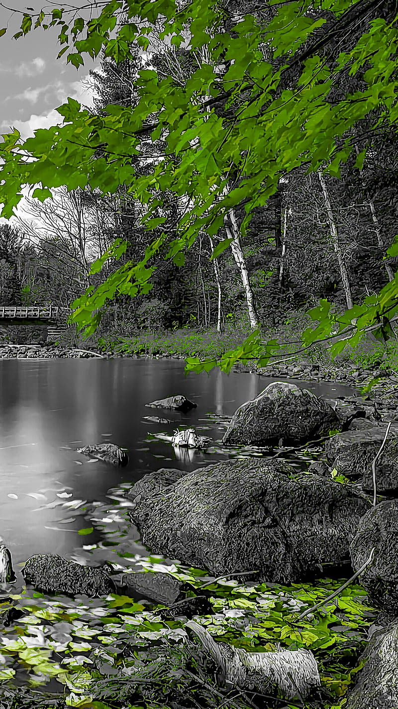 green leaves, black and white, bw, lake, stones, water, trees, HD phone wallpaper
