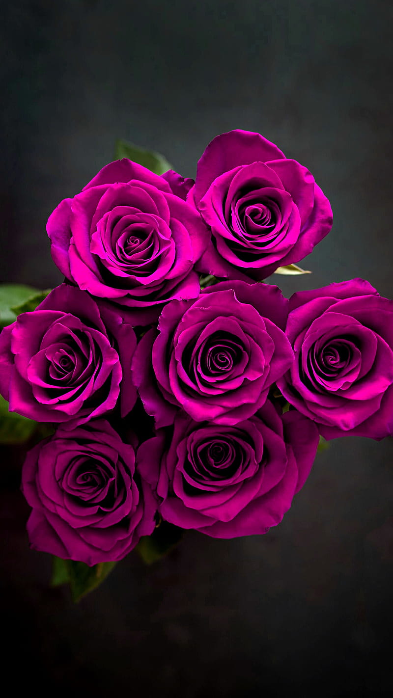 Beautiful Pink roses - Idea Wallpapers , iPhone Wallpapers,Color Schemes