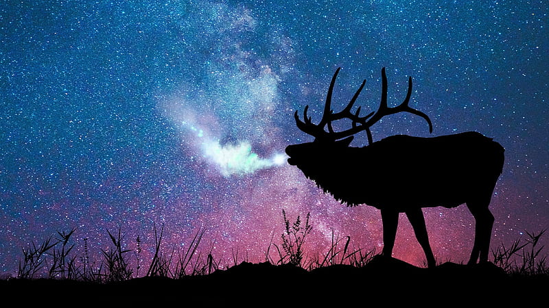 :-), autumn, cerb, black, sky, silhouette, deer, winter, galaxy, horns, pink, night, blue, HD wallpaper
