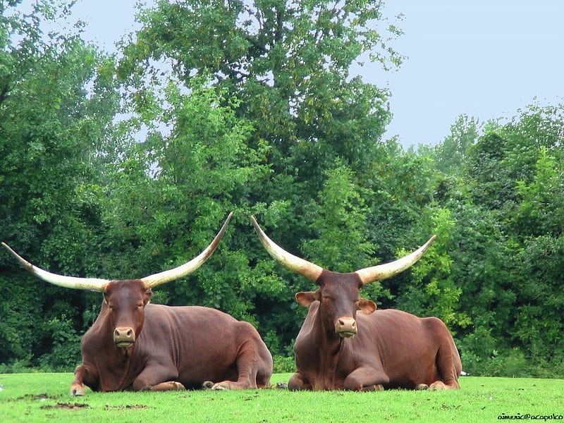 buffalo,ox, 2-3 feet horns, great handlebars, two company, HD wallpaper
