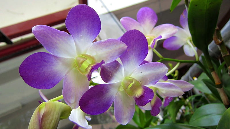 Pretty orchids, Pretty, sunny day, orchids, purple, bonito, HD wallpaper