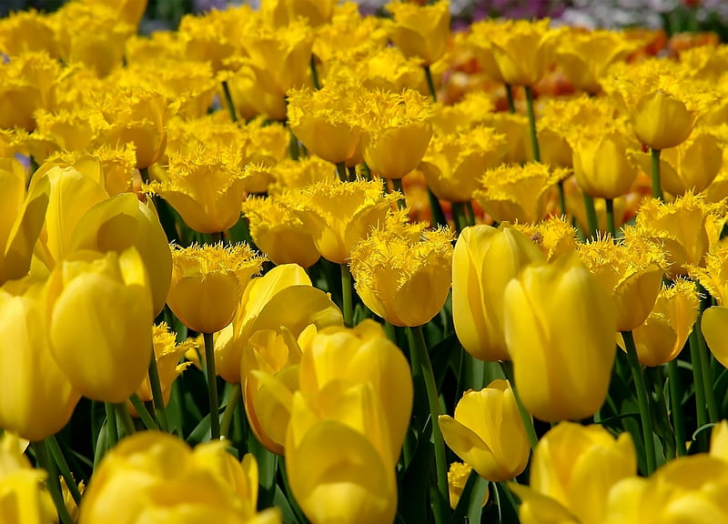 Yellow tulips (for my sunshine), sunny day, sunny friendship, yellow, field of tulips, yellow lover, yellow tulips, friendship, love, flower, tulips, HD wallpaper