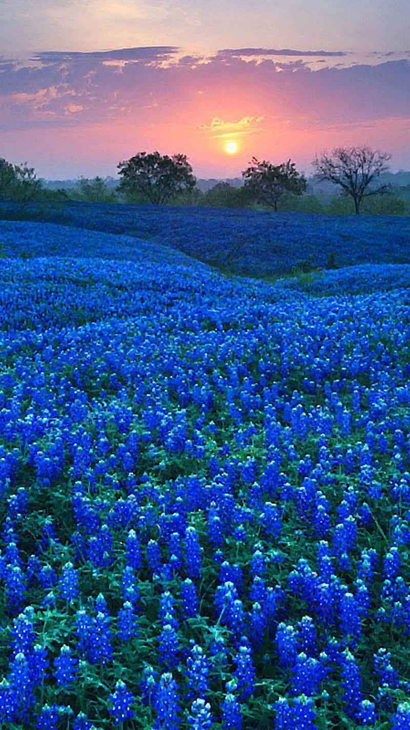Bluebonnet Field, bluebonnet, bluebonnets, clouds, flower, flowers, sky, sun, sunrise, HD phone wallpaper