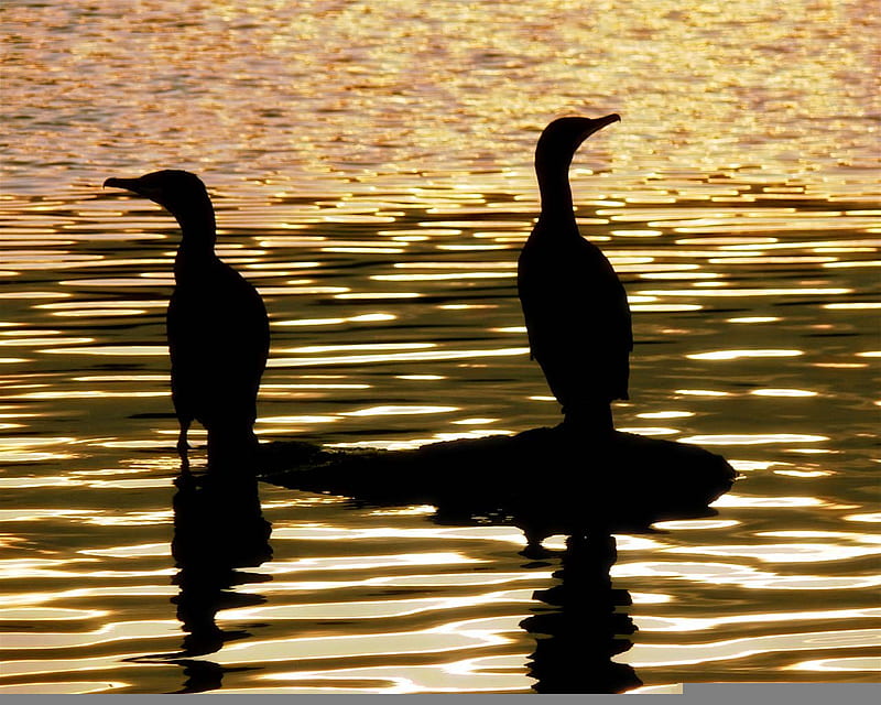 Cormorant silhouette, water, birds, cormorant, sunset, silhouette, HD wallpaper