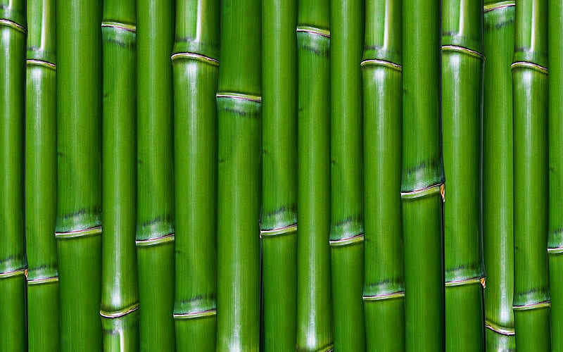 green bamboo texture bambusoideae sticks, bamboo textures, bamboo canes, bamboo sticks, green wooden background, bamboo, HD wallpaper