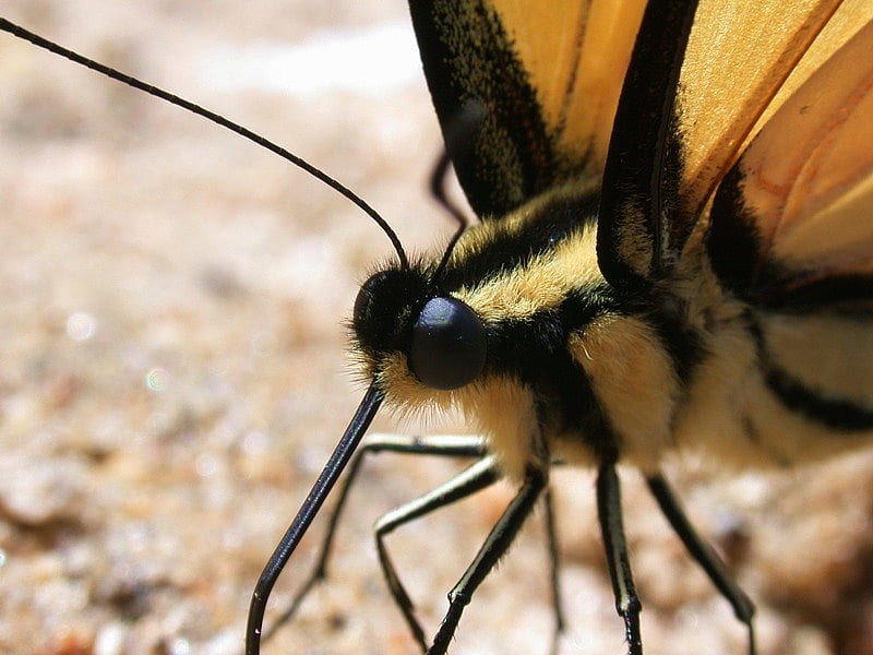 Up close, antennae, legs, swallowtail, eyes, yellow and black, HD wallpaper