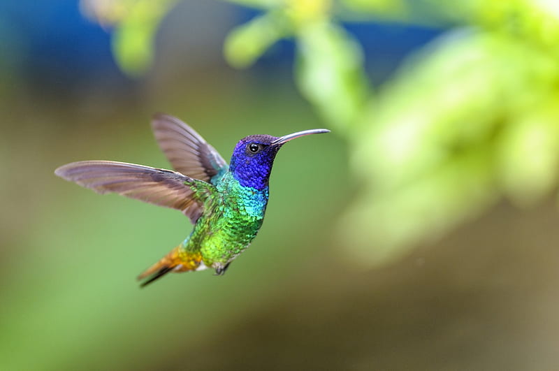 Hummingbird, colorful, humming-bird, bird, green, pasare, colibri, blue, HD wallpaper