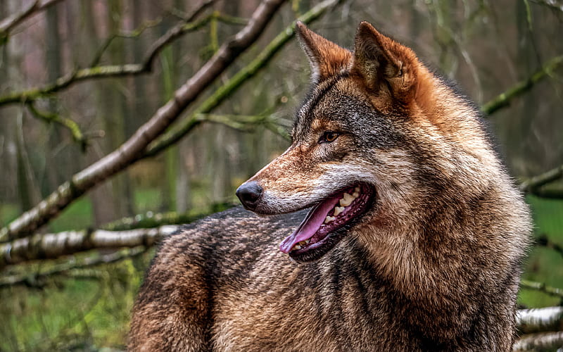 wolf, wildlife, predator, forest, bokeh, canis lupus, grey wolf, HD wallpaper