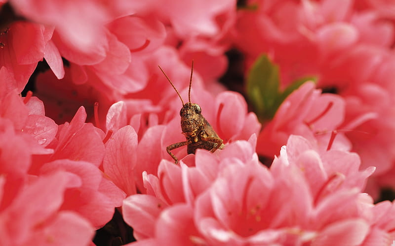 grasshopper among flowers-small animal, HD wallpaper