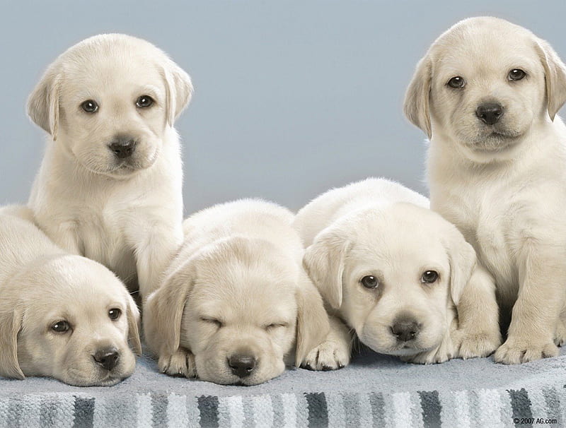 Five sweet cookies, together, yellow, sweet, brothers, love, siempre, tender, labradors, gentle look, lovely, golden, in my heart, pets, cookies, retriever, sweethearts, precious, babies, dogs, HD wallpaper