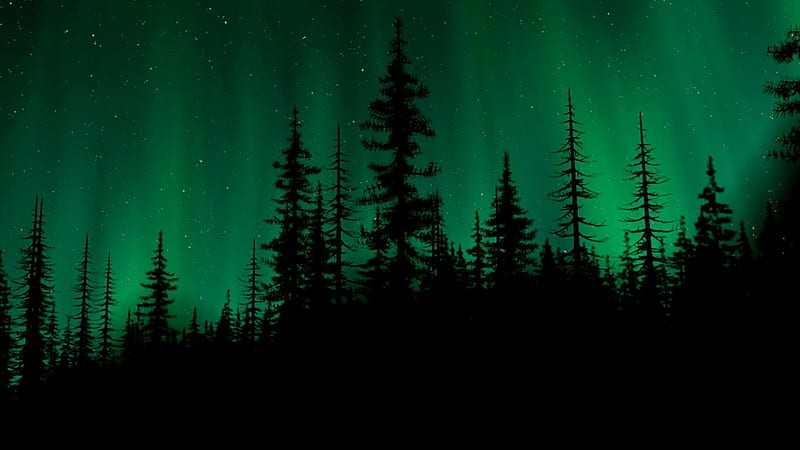 Northern light, sky, landscape, scene, wood, forest, North, winter, pine forest, pine nature, aurora borealis, HD wallpaper