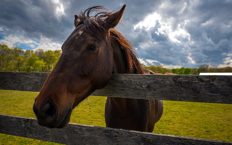 Brown horse, fence, pasture, horses, HD wallpaper