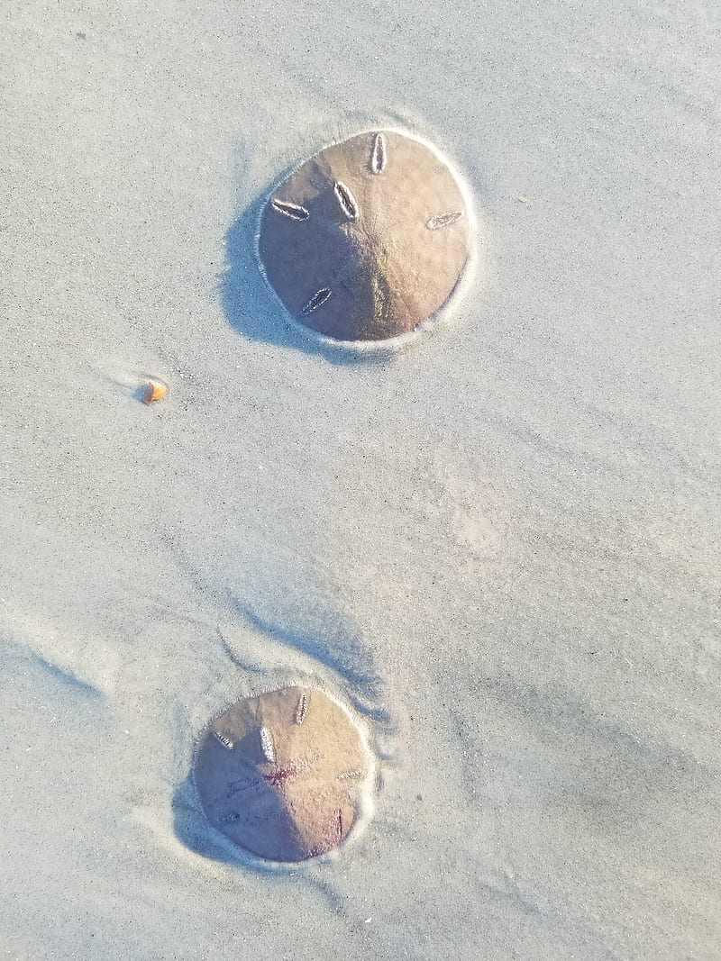 Sand dollar, beach, ocean, sand dollar, water, HD mobile wallpaper | Peakpx