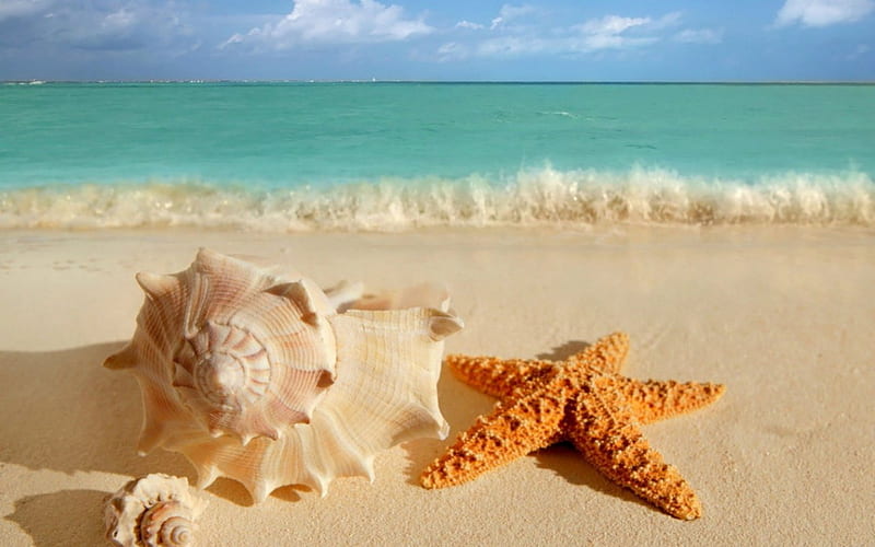Shells and starfish, beach, shells, star fish, sands, HD wallpaper