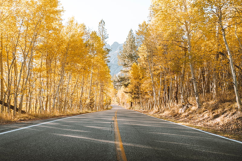 road, trees, autumn, asphalt, landscape, HD wallpaper