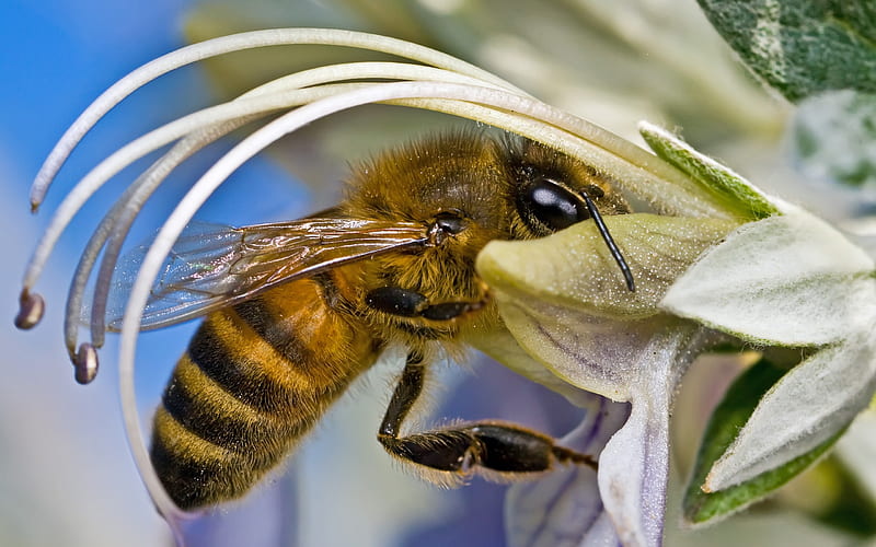 Bee In Flower, bee, wings, honey, flower, pollen, HD wallpaper