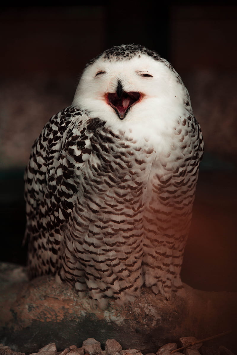 snowy owl, owl, bird, emotions, funny, HD phone wallpaper