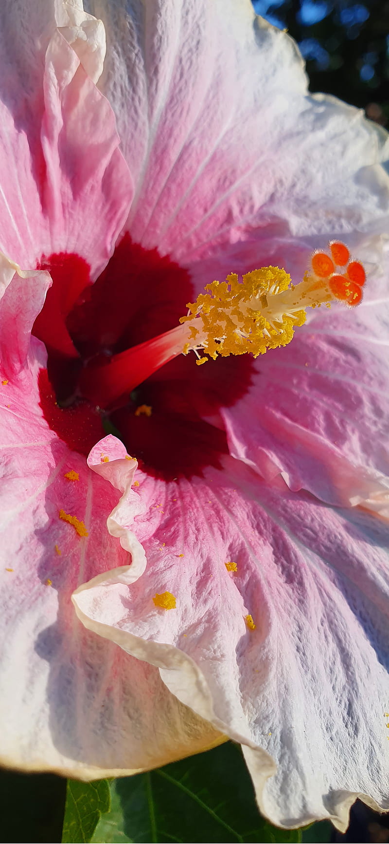 Tulipan, flores, flor, flores, iphone, melesao, samsung, tulipán, tulipan  mexicano, Fondo de pantalla de teléfono HD | Peakpx