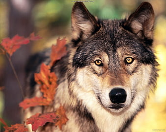 Iberian Wolf, wolf, iberian, animals, dogs, spain, HD wallpaper | Peakpx