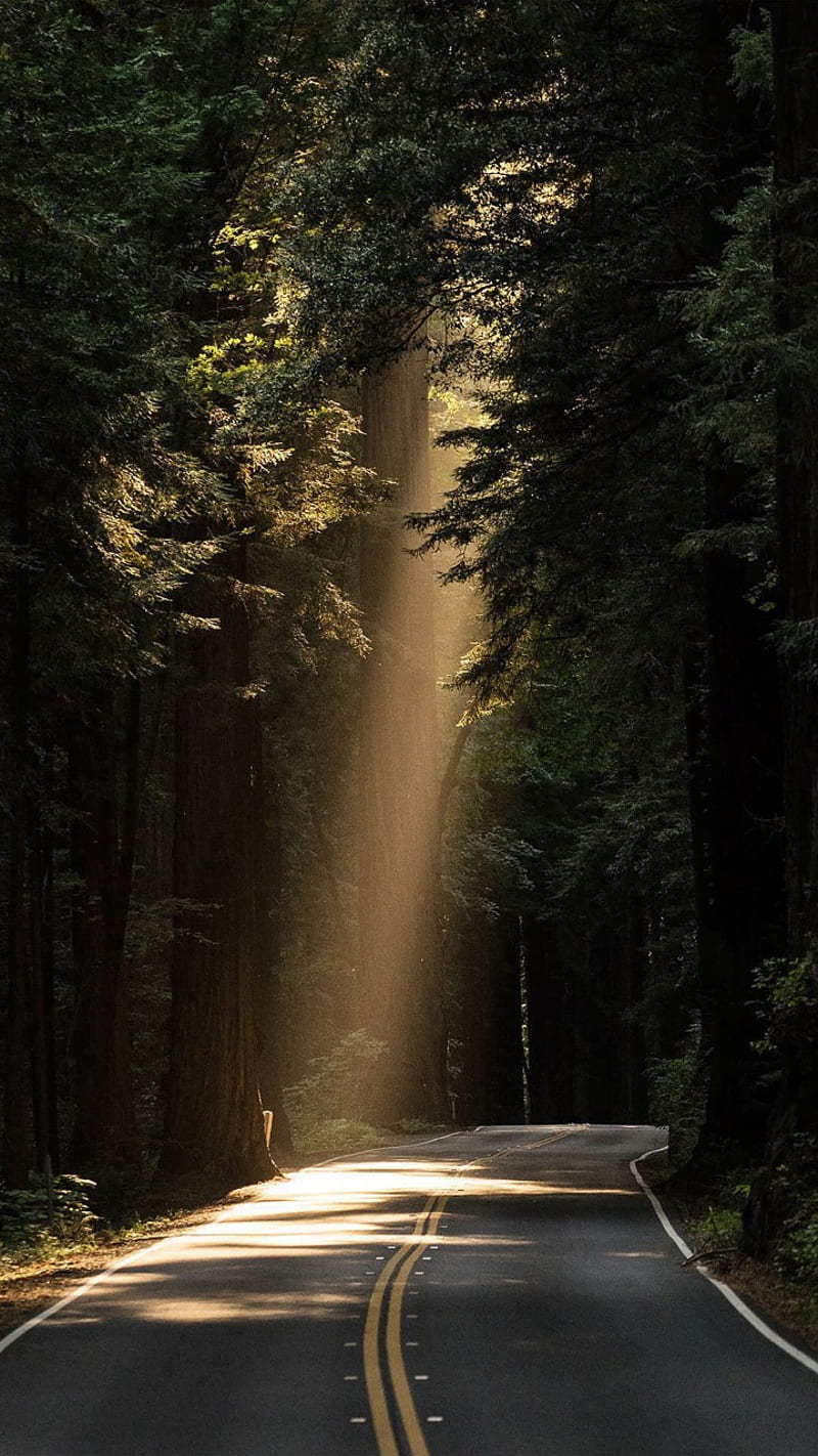 Dark Forest, road, HD phone wallpaper