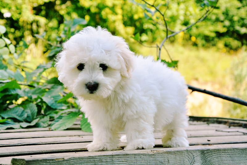 Young Puppy, cute, young, white, puppy, HD wallpaper Young Puppy, cute, young, white, puppy, HD wallpaper