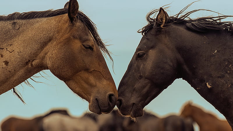 Caballos negros y marrones en el del cielo caballo, Fondo de pantalla HD |  Peakpx