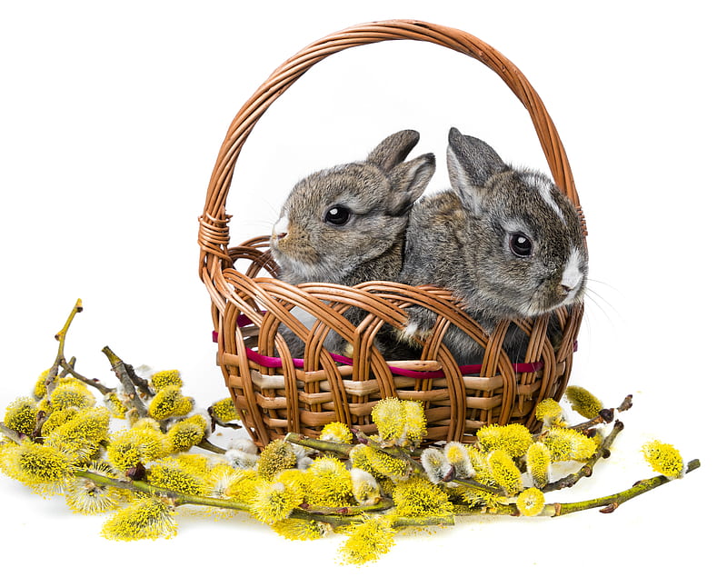 Basket of bunnies, special days, holidays, basket, flowers, Ester, spring, bunnies, HD wallpaper