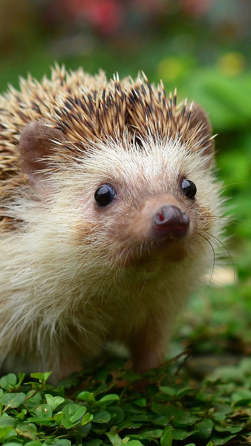Baby Hedgehog, Cute Porcupine, HD phone wallpaper