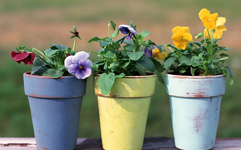 Pretty Pansies, purple, pansies, flowers, yellow, spring, flowerpots, HD wallpaper