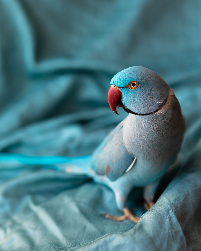 Parrot , bird, birds, pigeon, HD phone wallpaper