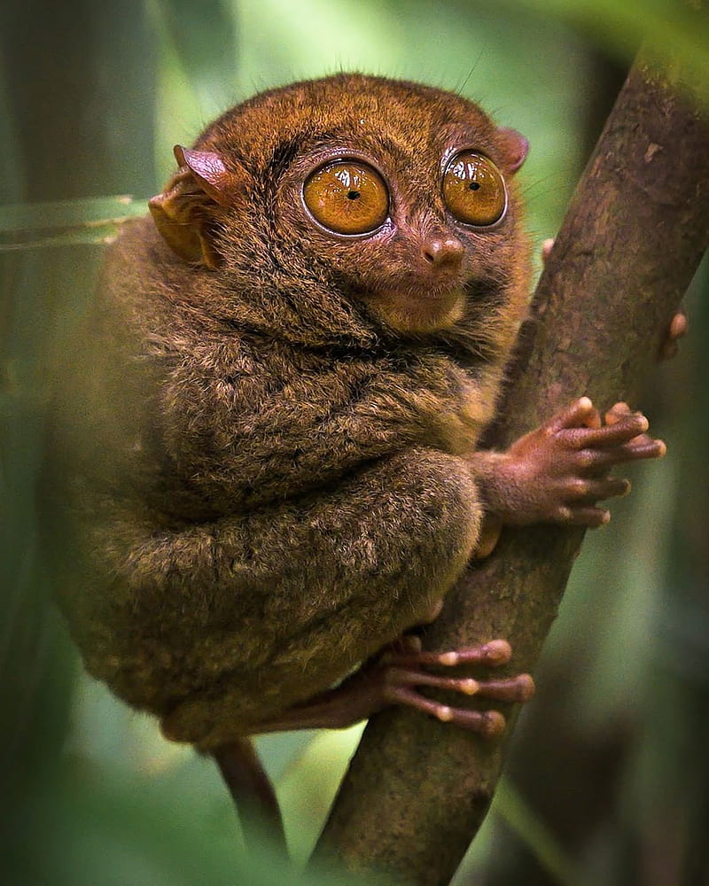 72. Likes, 622 Comments - National Geographic Your Shot on Instagram: “ An icon of our country,. Tarsier, Primates, Mammals, HD phone wallpaper