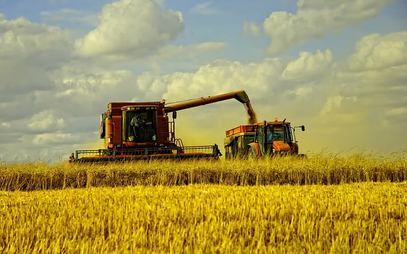 harvest time, harvester, sky, field, wheat, HD wallpaper